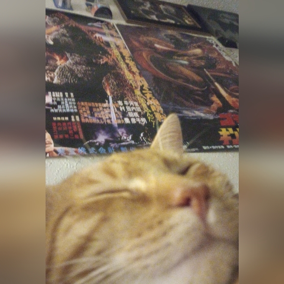 Meet your Posher, Felix - Picture 3 of 3